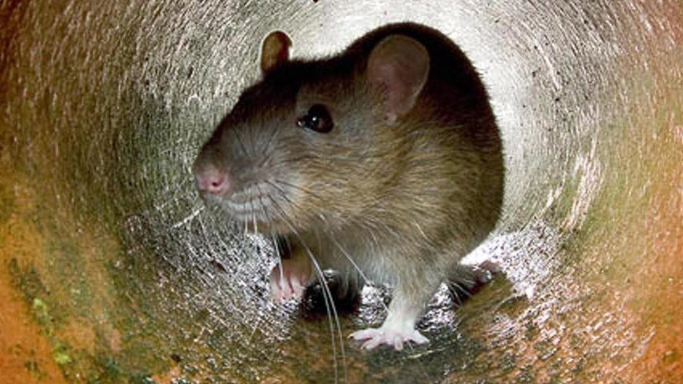 चूहों से कैसे मुक्त हुए ये शहर? - BBC News हिंदी