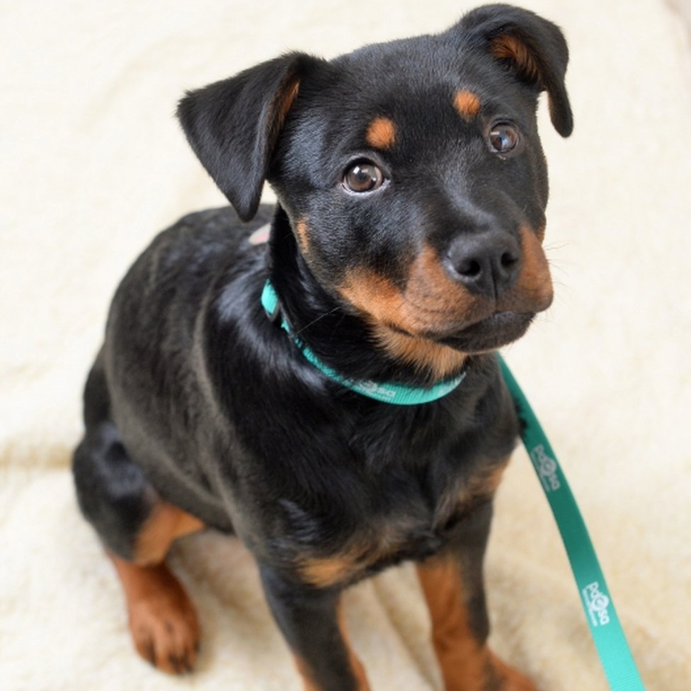 can puppies eat biscuits