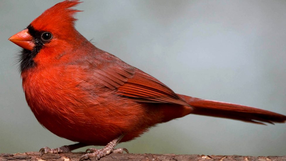 Two Studies Find One Gene For Red Beaks And Feathers Bbc News