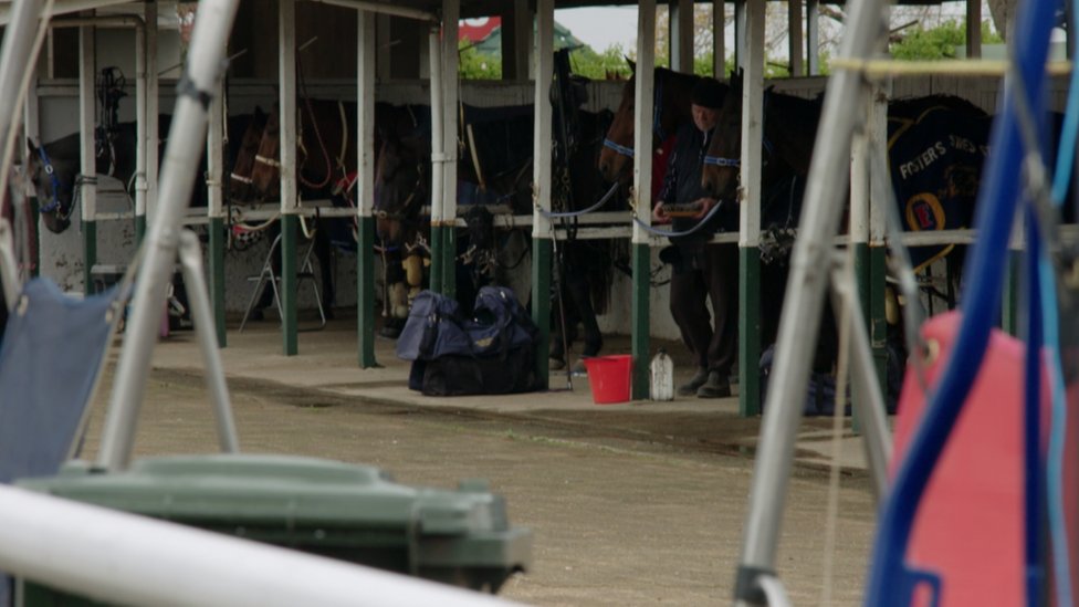 Лошади стоят в конюшнях в Bankstown City Paceway в Сиднее, Австралия.