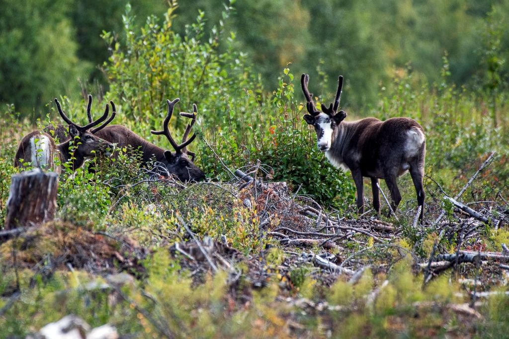 Reindeer in Lapland