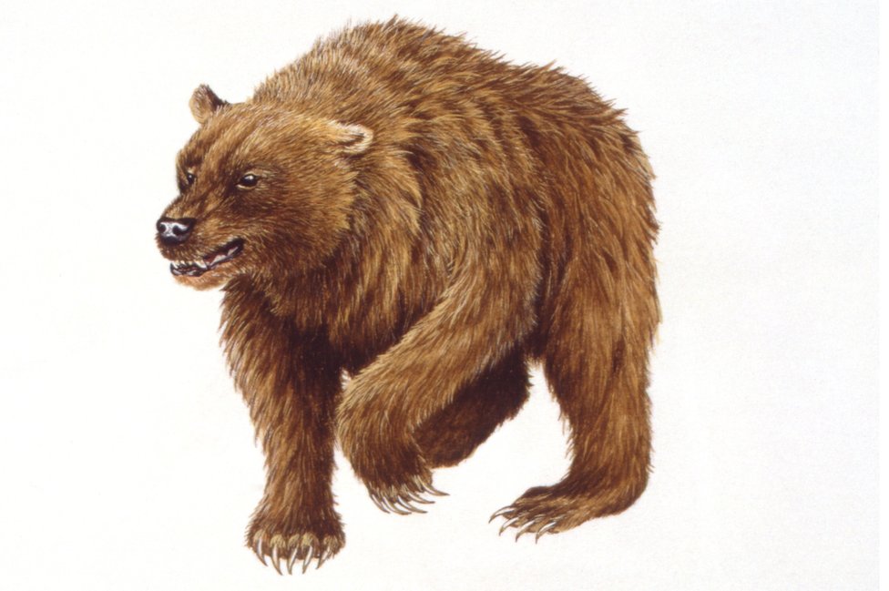 Художественная иллюстрация пещерного медведя