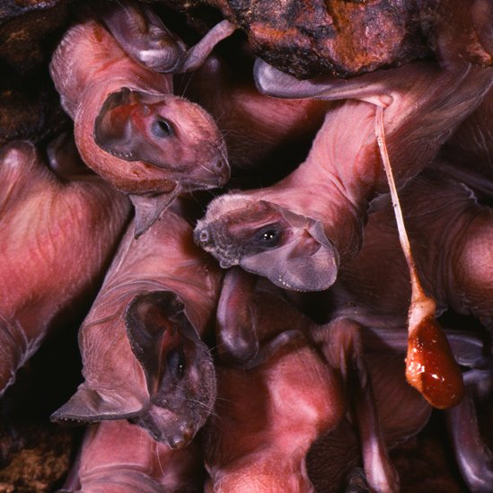 Crías de murciélagos incluyendo una con el cordón umbilical y la placenta que cuelga