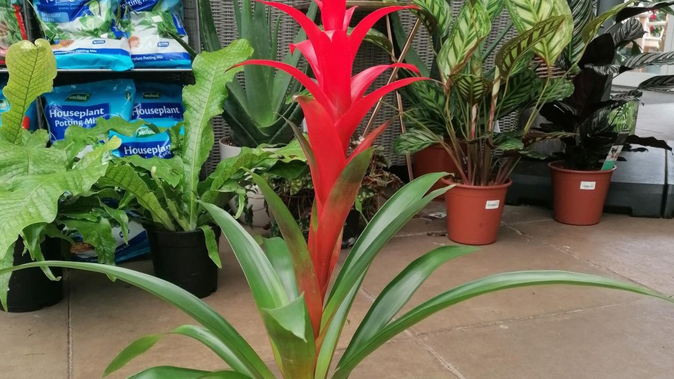 Растение с ярко-красным центральным стеблем