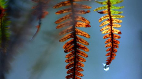 Climate Change Planting Extra Trees Will Boost Rainfall Across Europe Bbc News