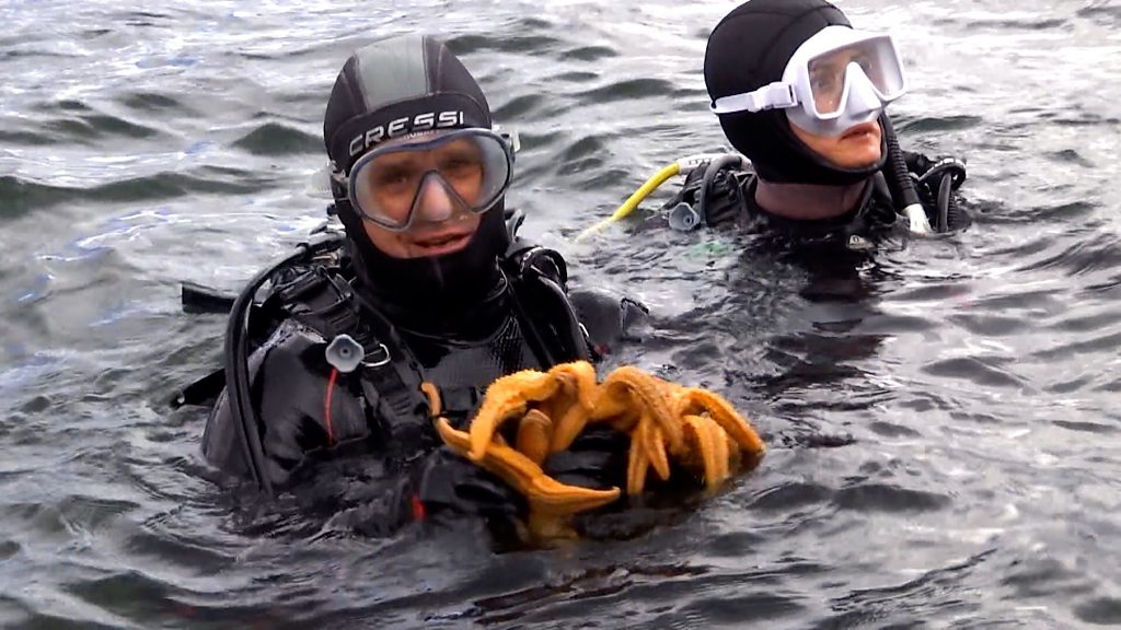 Northern Pacific seastar: The sea intruder causing havoc in Tasmania