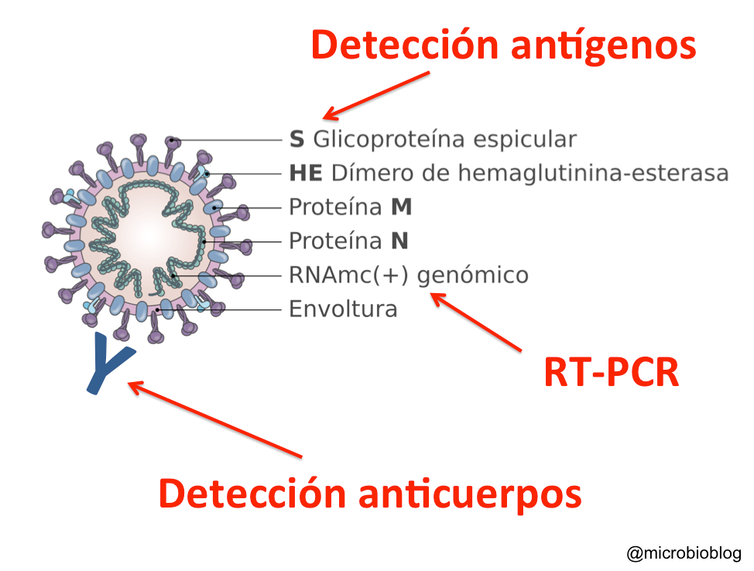 Como funciona el test de antigenos