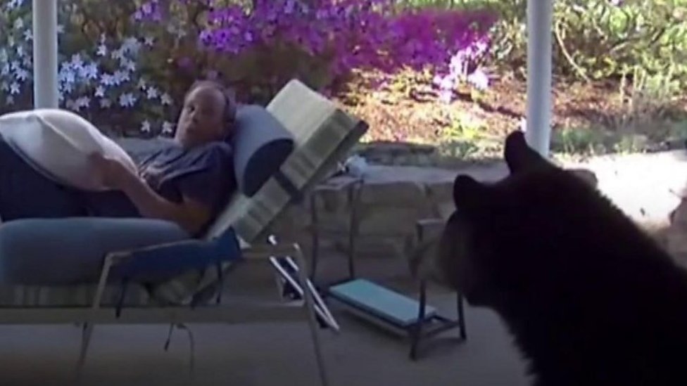 Black bear gets too close to man in his garden in North Carolina