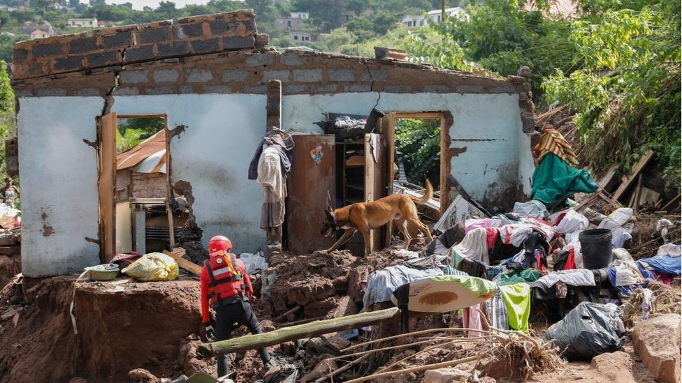 Anjing pelacak telah digunakan untuk mencari mayat yang terkubur di bawah reruntuhan