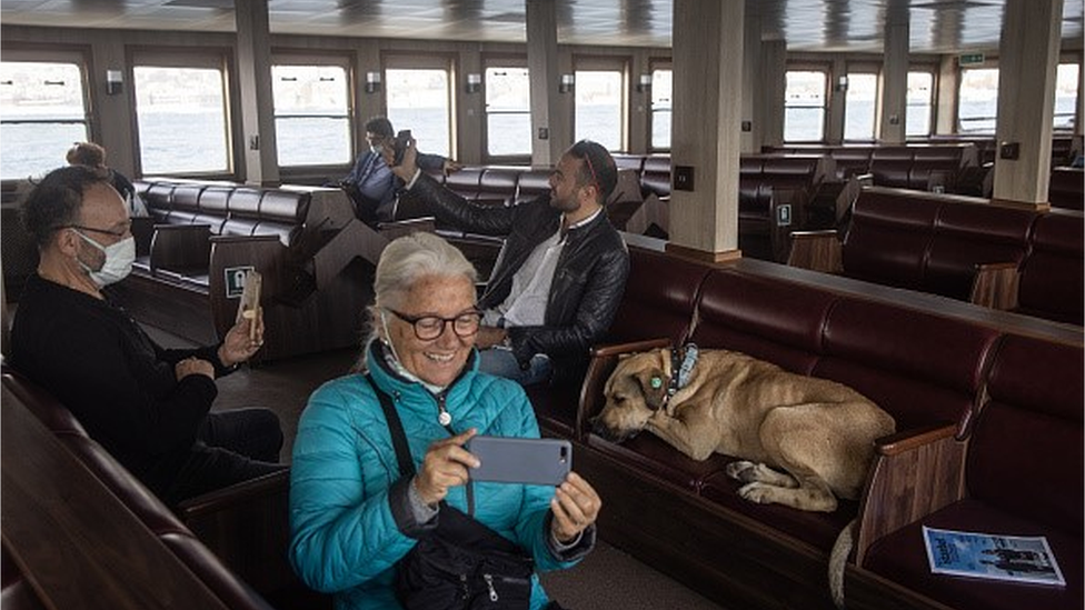 Boji the street dog is sitting inside a ferry in Istanbul