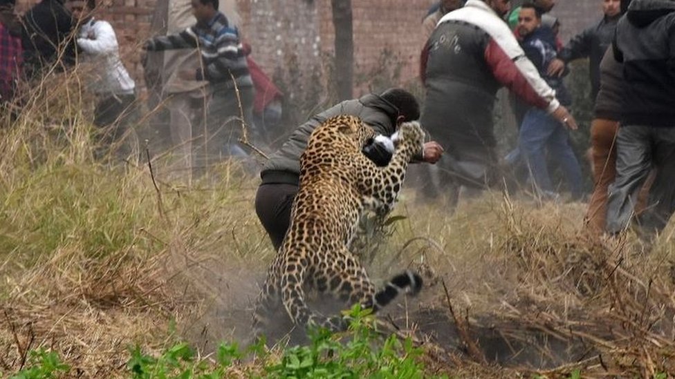 Macan tutul yang tersesat melukai enam orang sebelum ditangkap