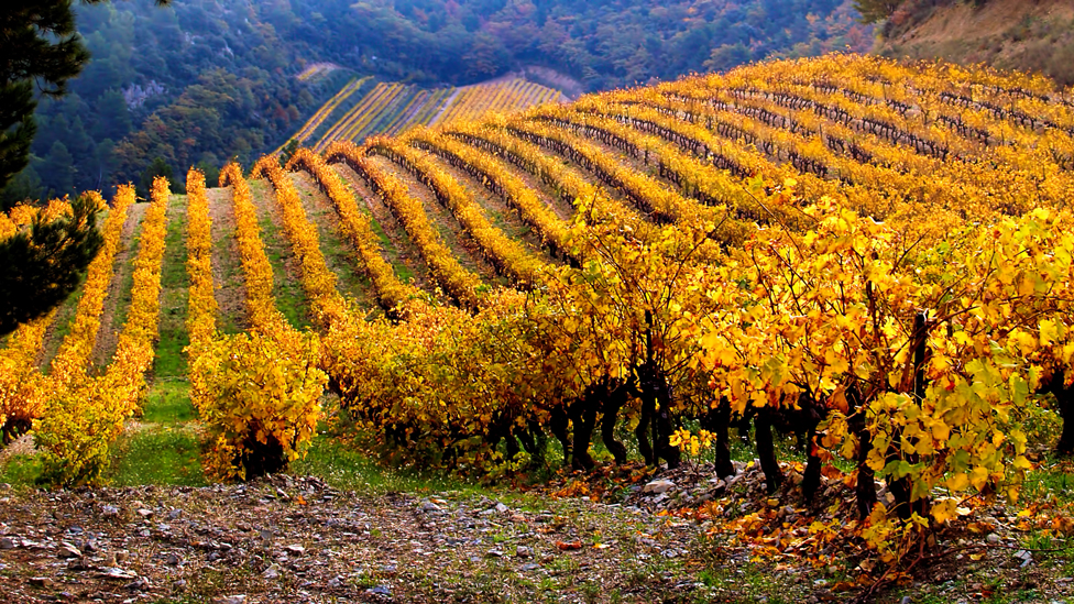 El pintor plasmó los colores de la Provenza francesa en la paleta de sus cuadros. Viñedos sobre la Provenza francesa
