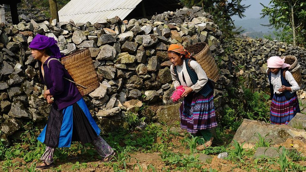 Hmong etnik azınlığına mensup kadınlar sepet taşıyor