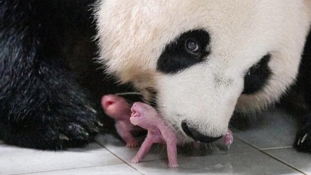 South Korea welcomes first panda twins