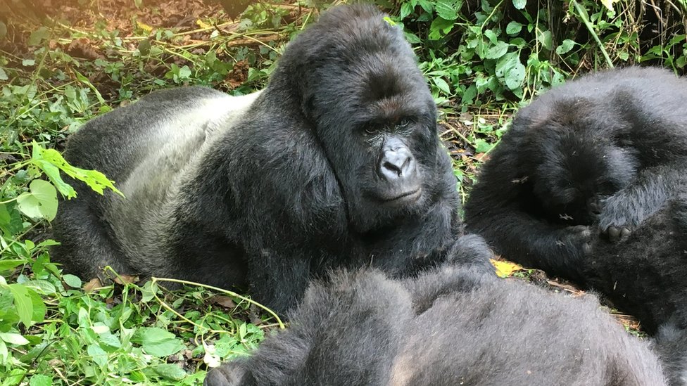 Горные гориллы в национальном парке Вирунга, охраняемом проектом Greentripper