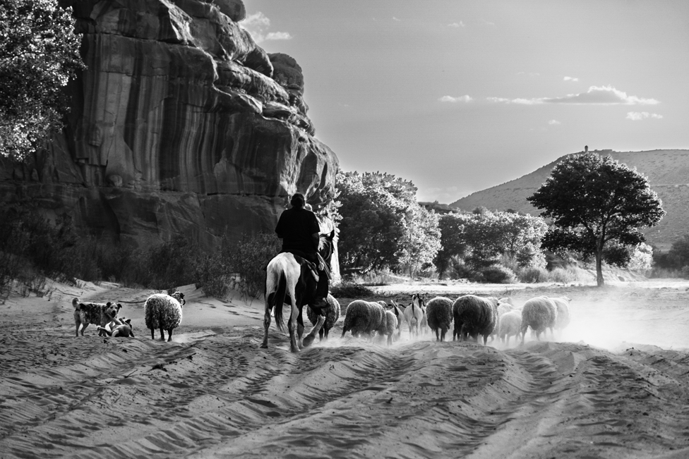 Ovce se vraćaju u tor na ulazu u kanjon. Činle, Arizona, Amerika