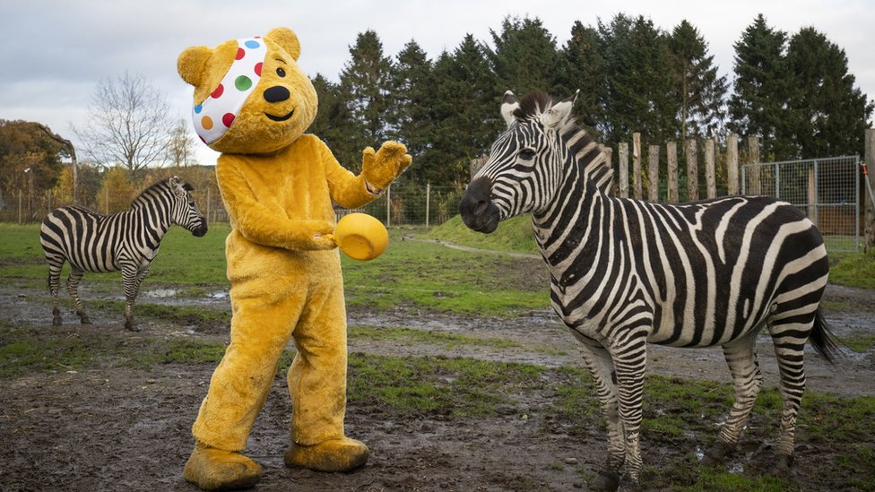 Pudsey Bear feeding zebras