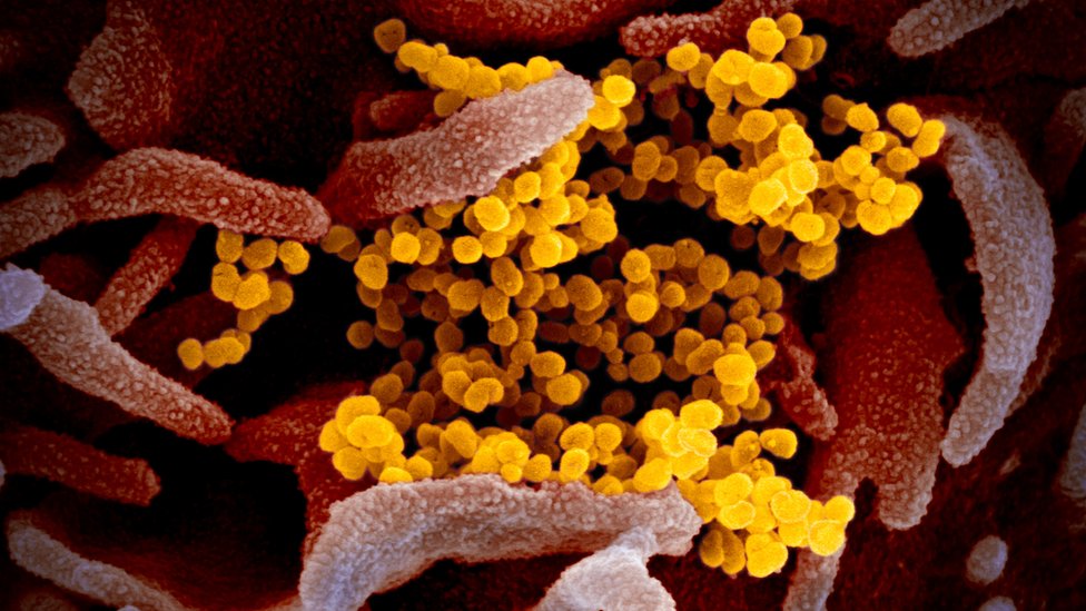 coronavirus