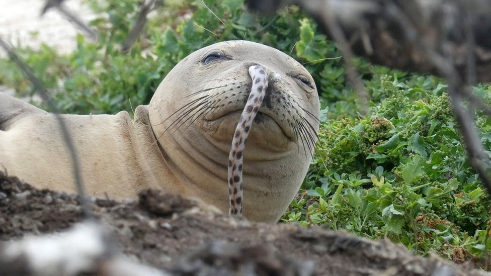 What Is Baby Seal In French Faddiy