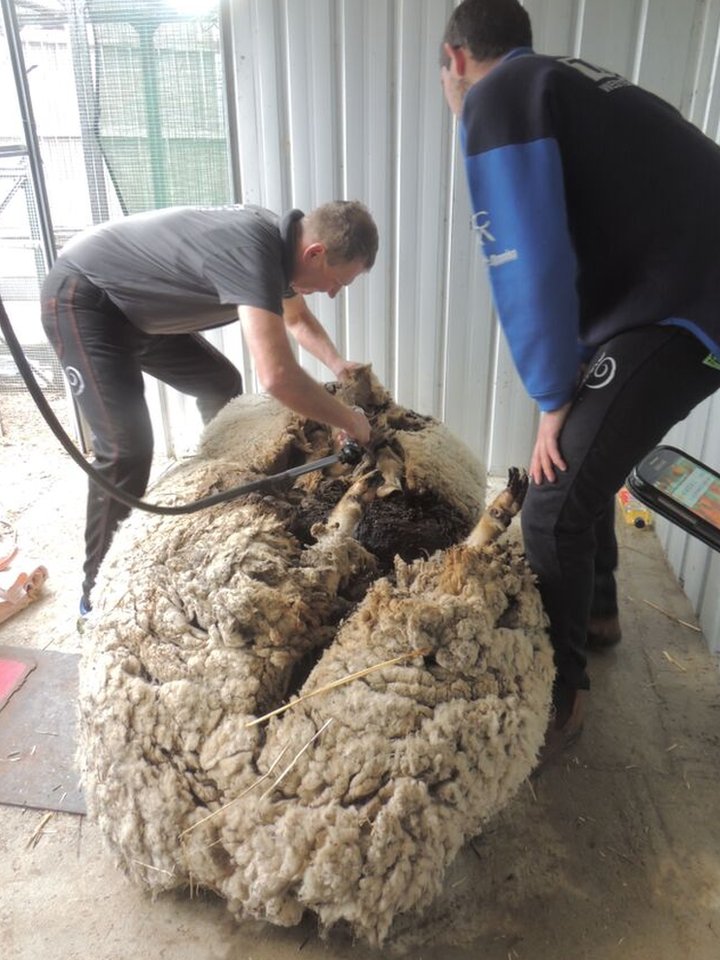 Overgrown Australian Sheep Chris Breaks World Record Bbc News