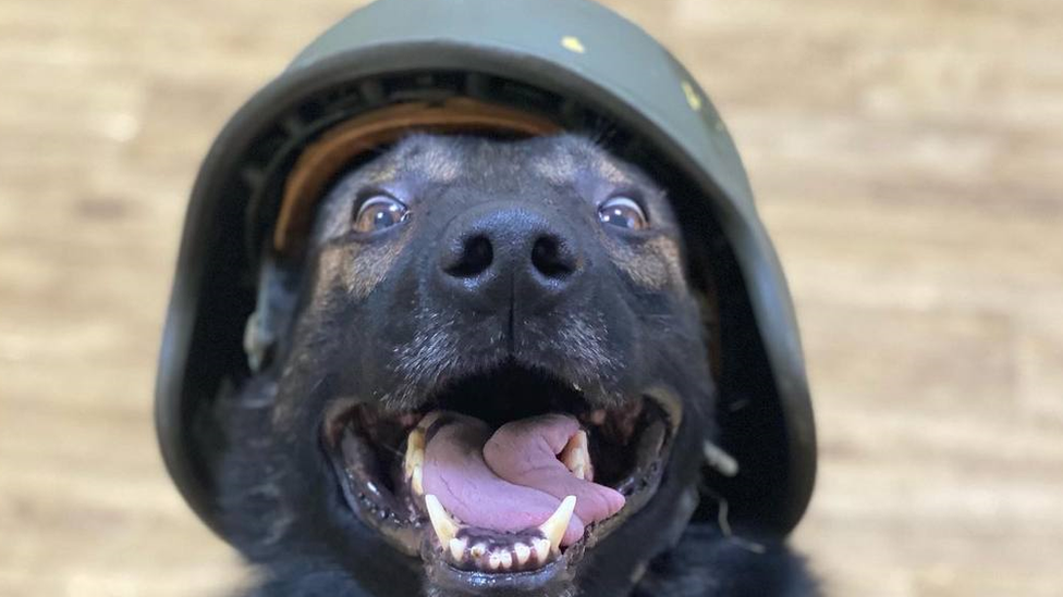 Oleksandra's dog in a helmet