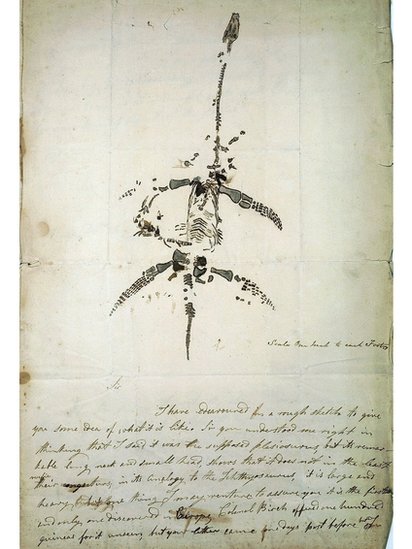 Mary Anning's letter, with an accurate drawing, of her first amazing find: a complete Plesiosaurus dolichodeirus