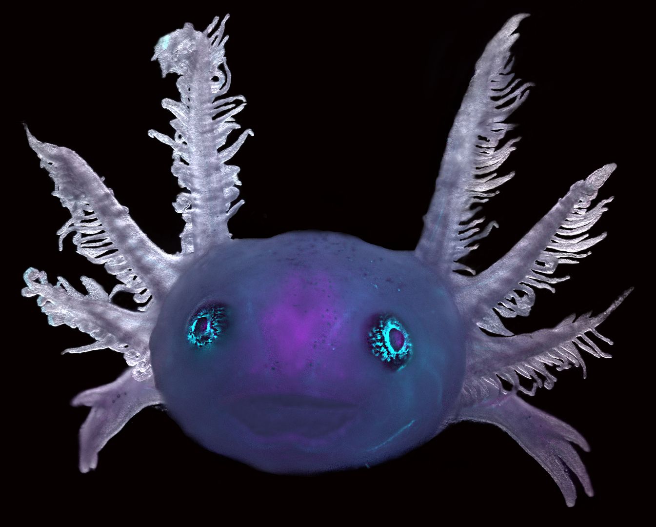 Foto microscópica de um axolote transgênico