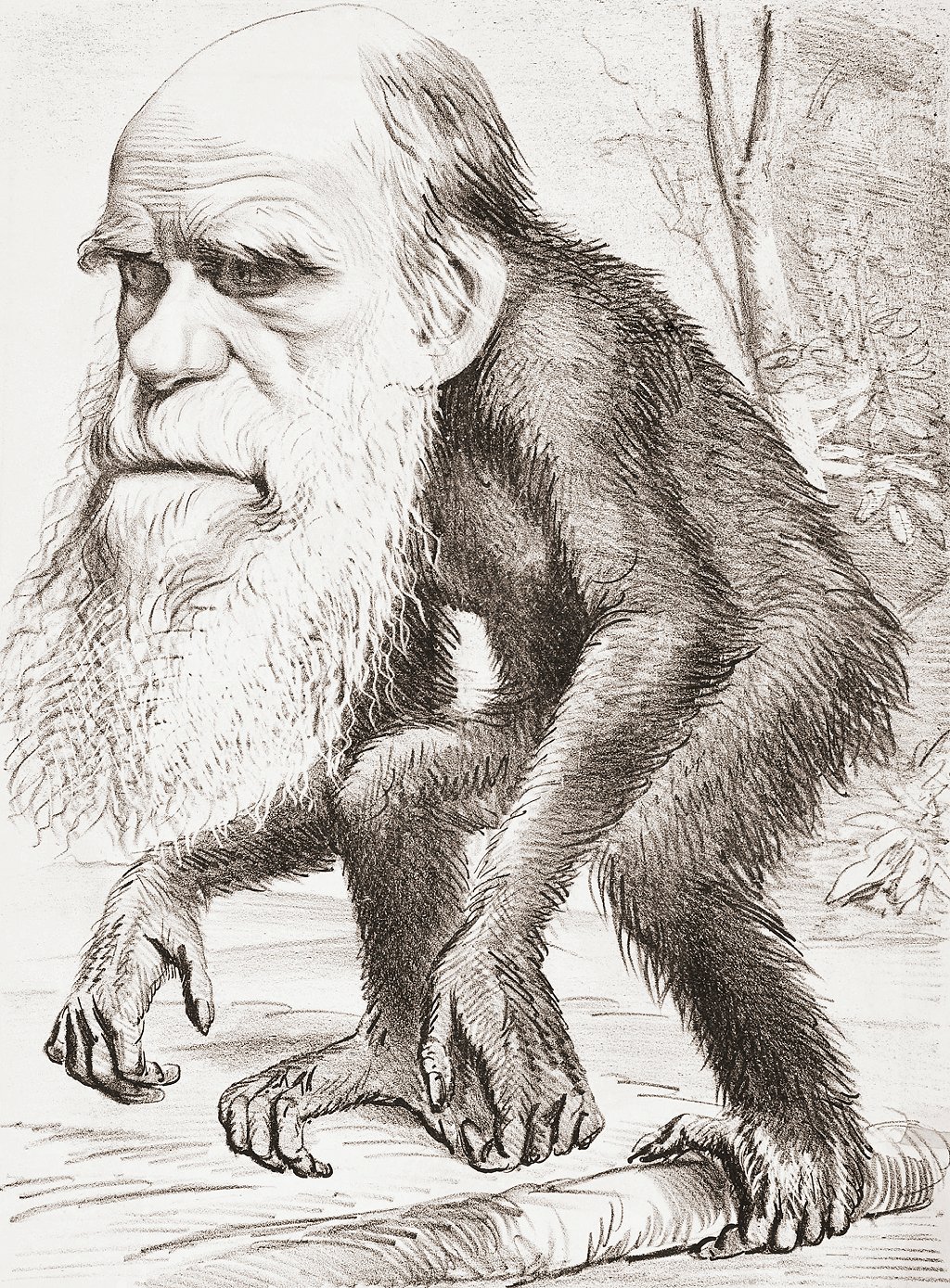 Charles Darwin retratado como un mono