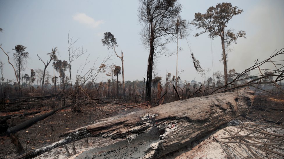 Обугленные стволы видны на участке джунглей Амазонки, который недавно был сожжен лесорубами и фермерами, в Порто-Велью