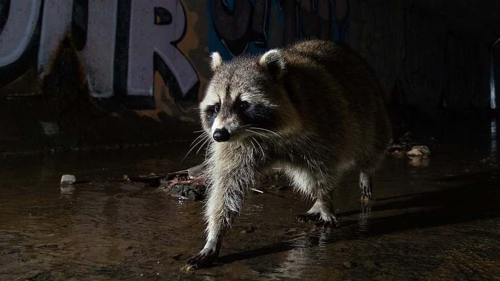 The art of a great urban wildlife photo