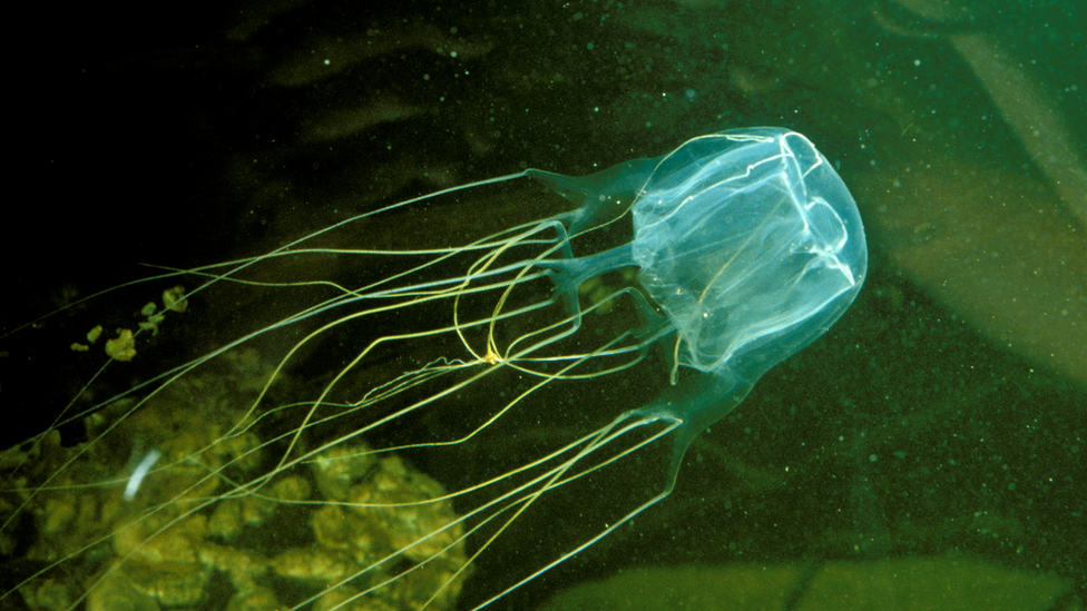Box jellyfish: Australian fatally stung on Queensland beach BBC News
