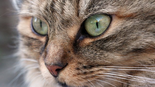 Close-up of the face of a cat