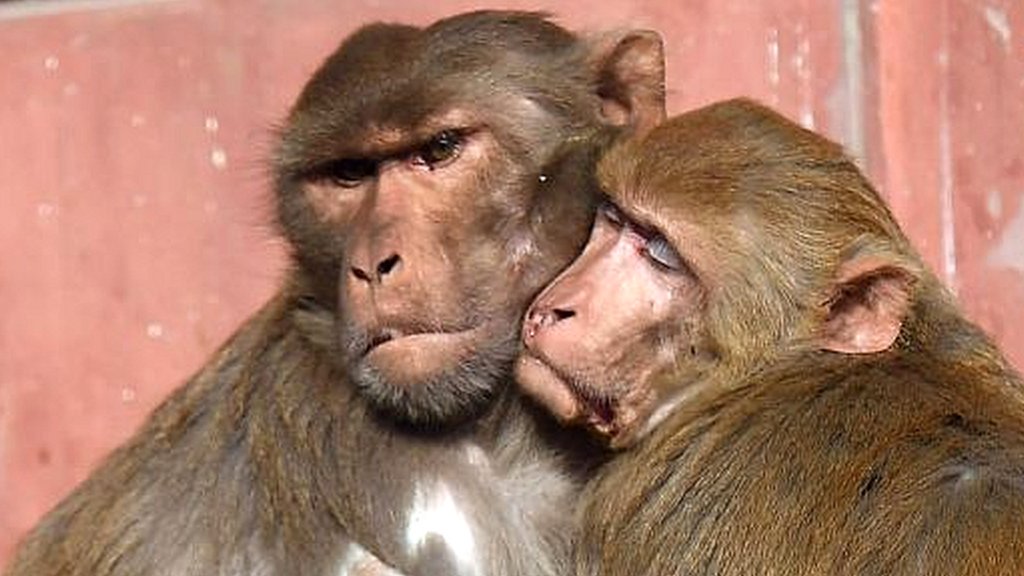 बंदर मारिए इनाम पाइए, लेकिन कोई तैयार नहीं - BBC News हिंदी