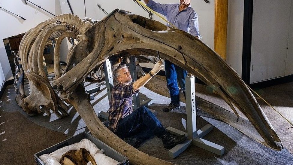 Скелет кита в Морском музее Халла