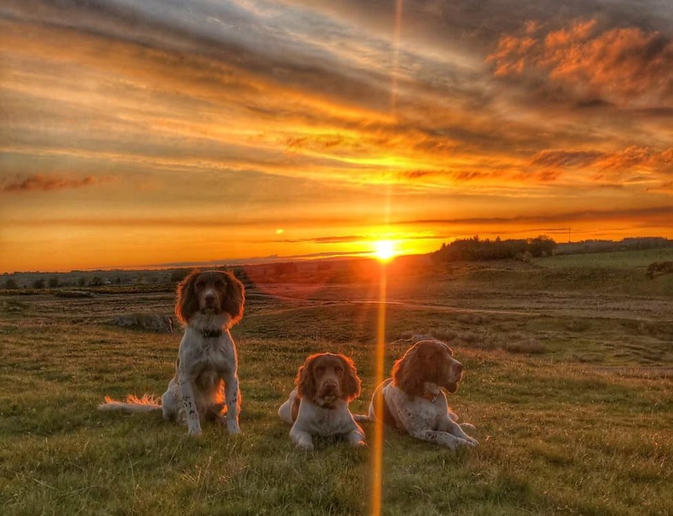 The dogs at sunset