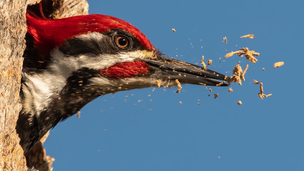 A woodpecker makes a nest.