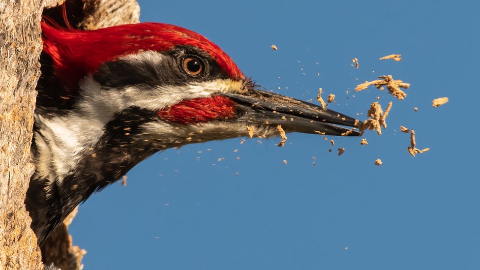 Un pájaro carpintero hace un nido.