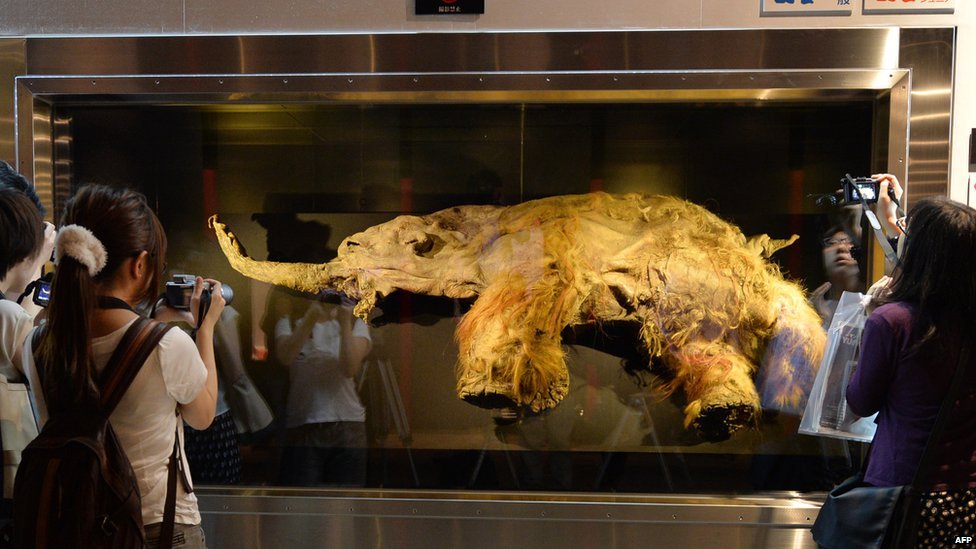 Люди фотографируют труп шерстистого мамонта возрастом 39 000 лет на выставке