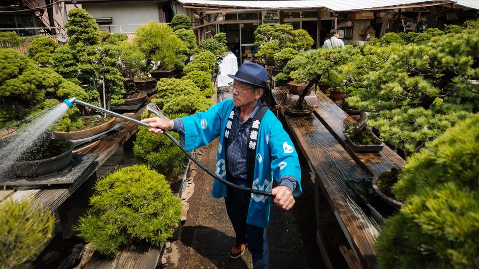 Radnik zaliva bonsaije u Saitami, Japan.