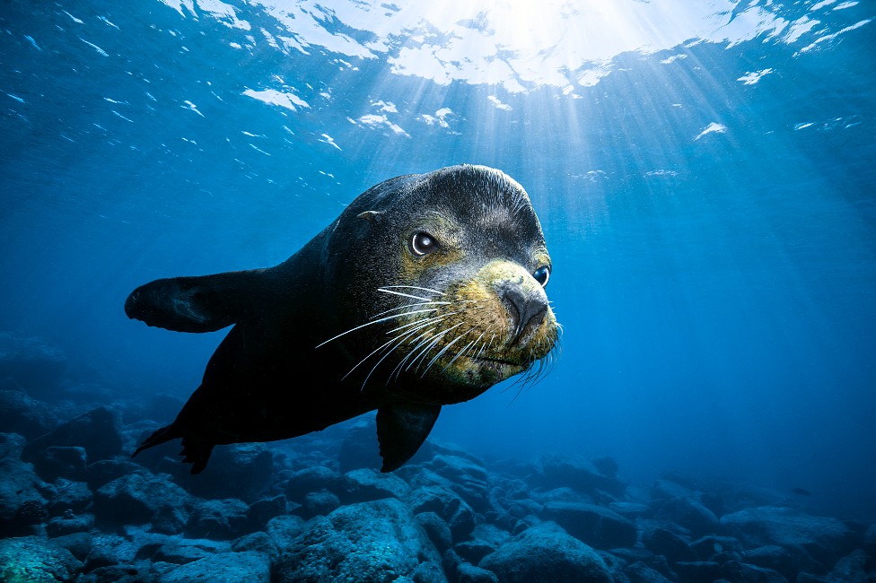Un león marino nadando en México