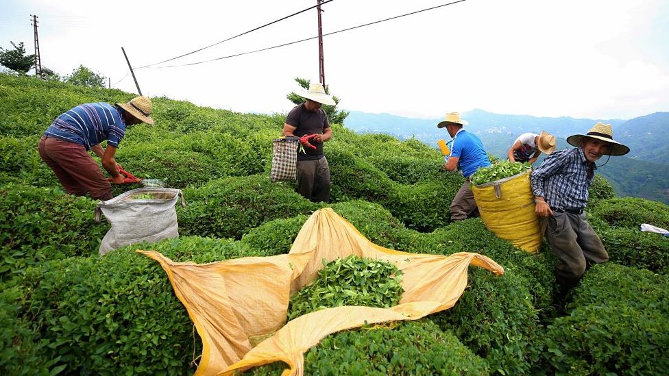 Çay