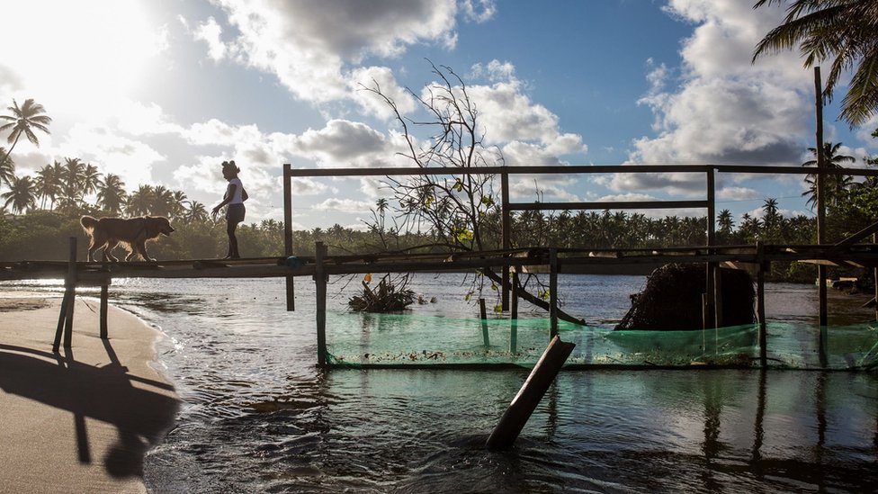 Женщина и собака остаются на мосту с сеткой под ним, чтобы попытаться заблокировать попадание нефти в реку после разлива нефти на пляже Имбассаи, муниципалитет Мата-де-Сан-Жуан, Баия