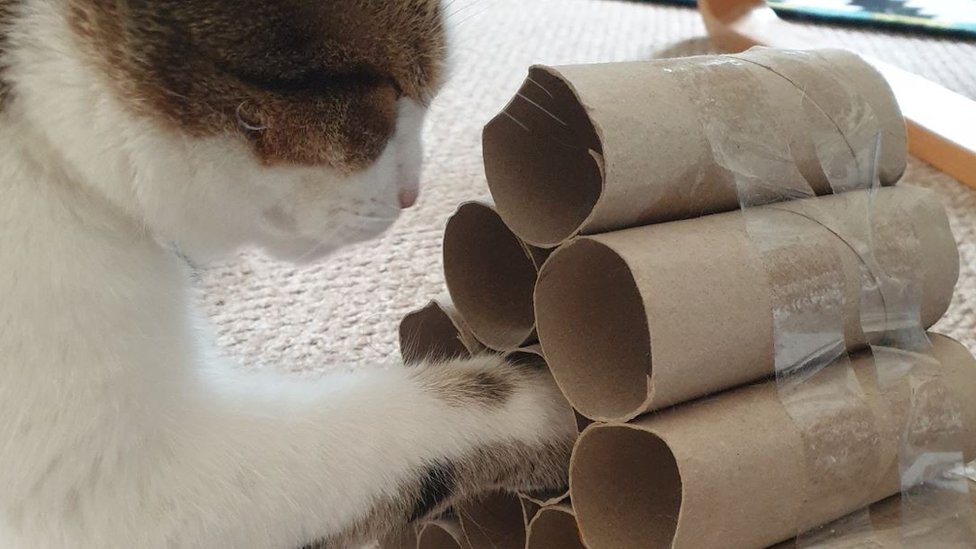 Кот с игрушкой из рулона туалетной бумаги