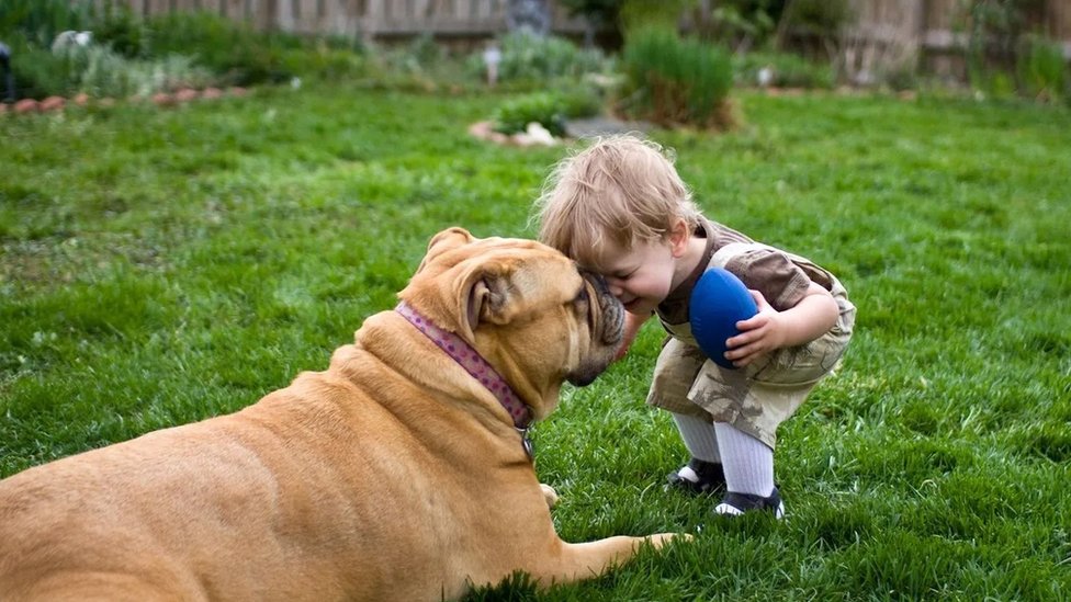 Niño jugando con un perro