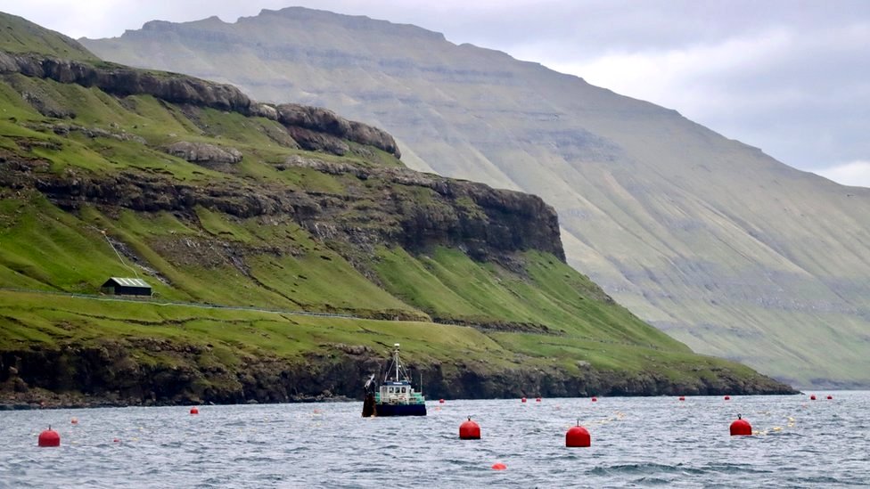 Выращивание морских водорослей Фарерские острова