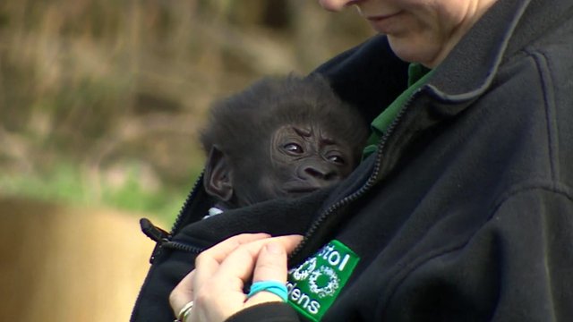 Baby Afia, who is being reared by humans