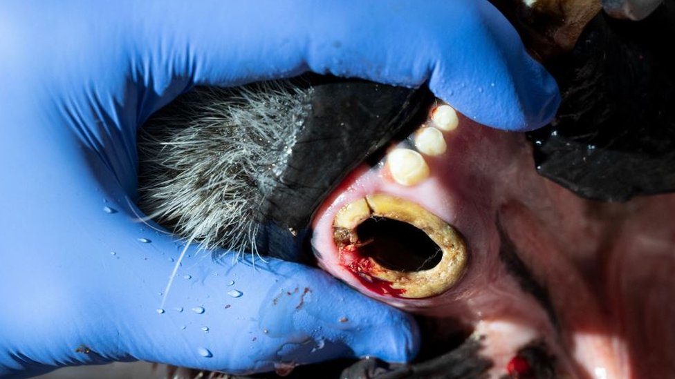 A 14-year-old Siberian tiger during dental surgery