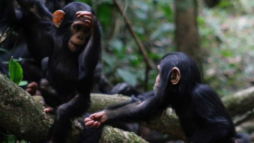 دراسة: البشر والقرود البرية لديهم لغة إشارة مشتركة