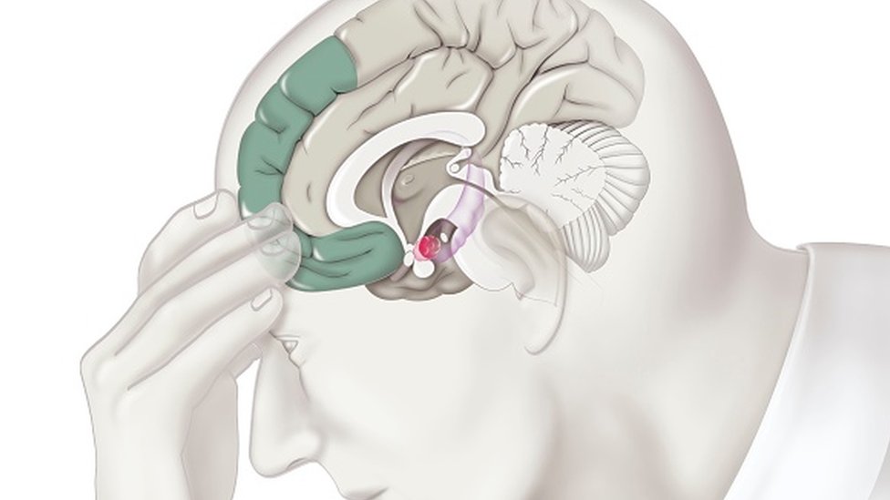 Ilustração do cérebro humano