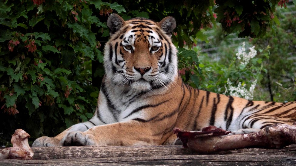A Siberian tiger at an enclosure